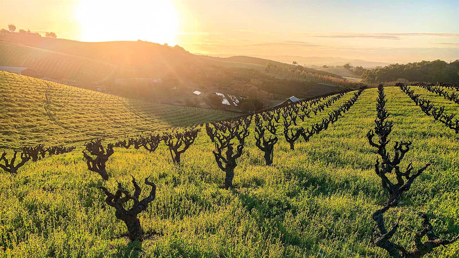 The gnarly old vines of Turley's Pesenti vineyard