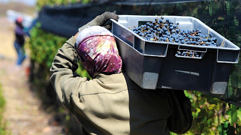 South America’s Promising Harvest