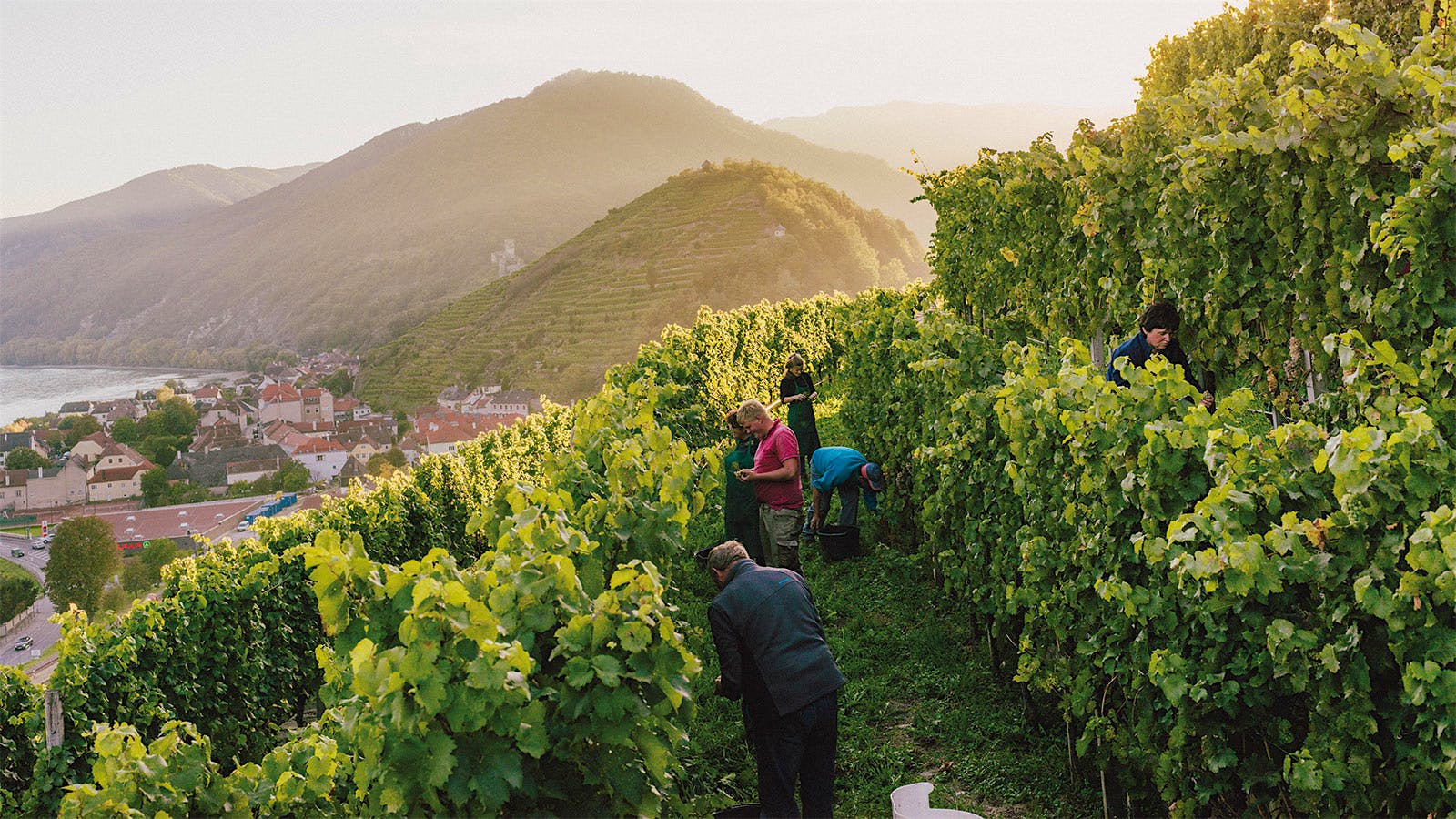 Workers harvesting grapes in a vineyard