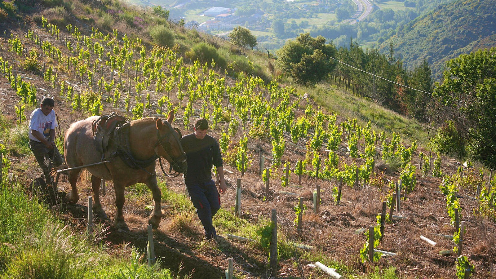 Winemaker and horse walking through the vineyards at Bodegas y Viñedos Luna Beberide.