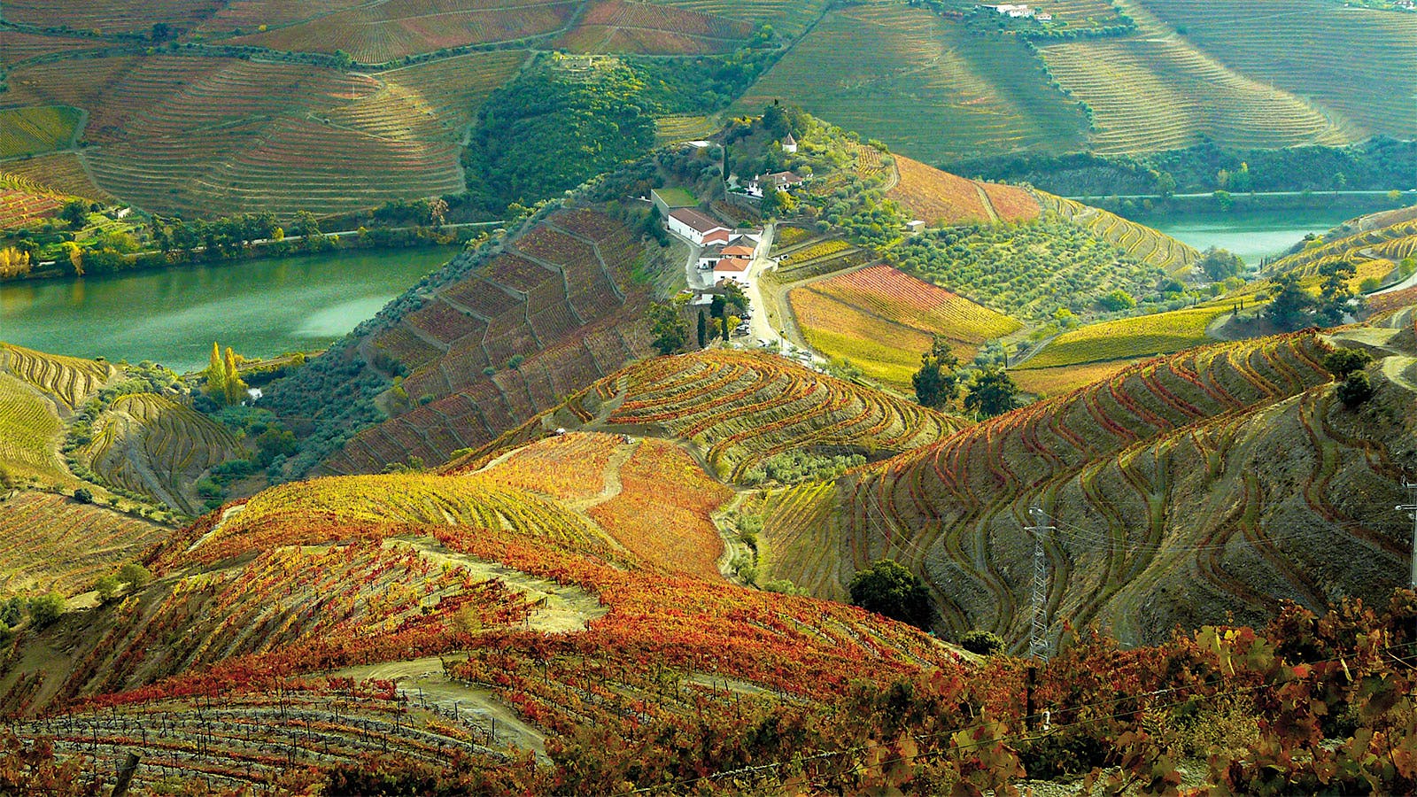 The hillside vineyards of Quinto do Crasto on the banks of the Douro River.