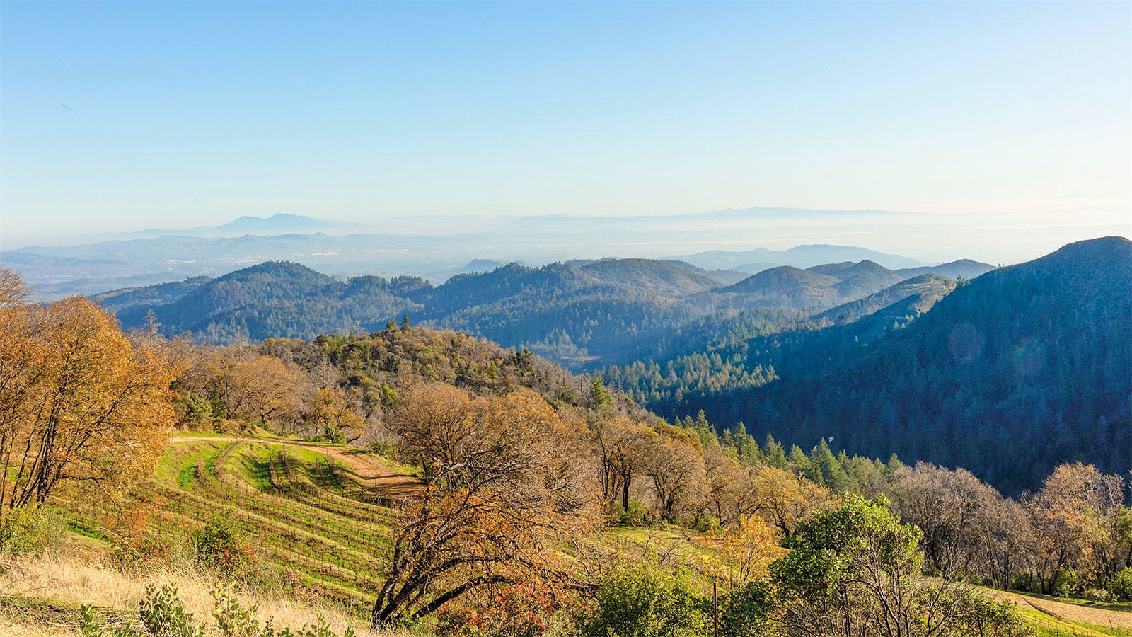 Vineyards of Mayacamas on Mount Veeder in Napa Valley