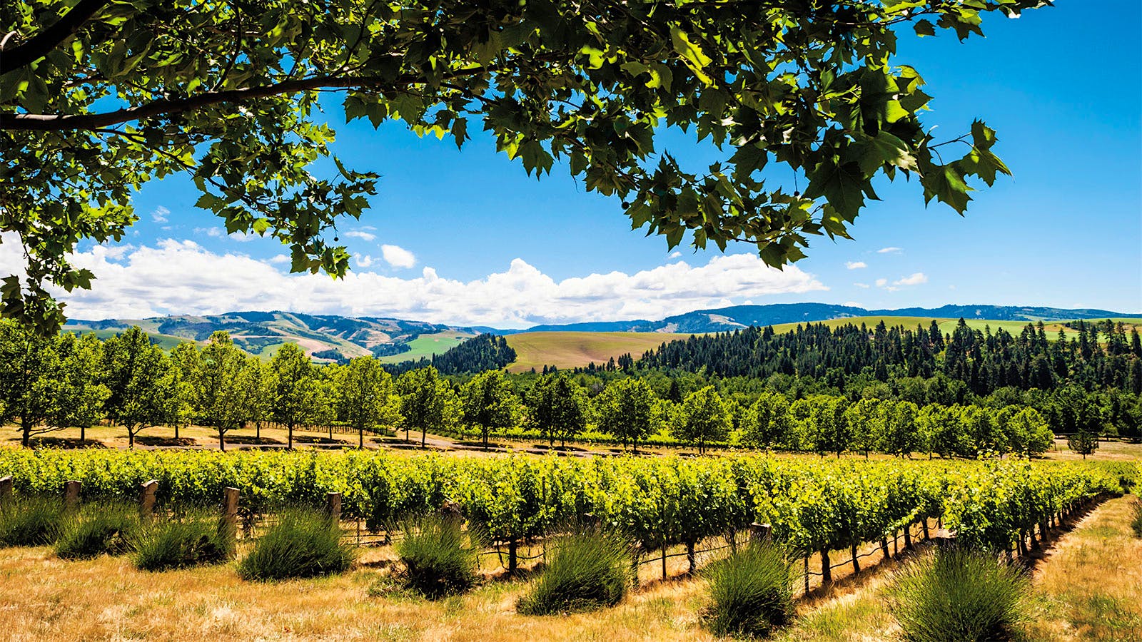 Figgins' estate vineyards in the Walla Walla Valley, Washington, USA