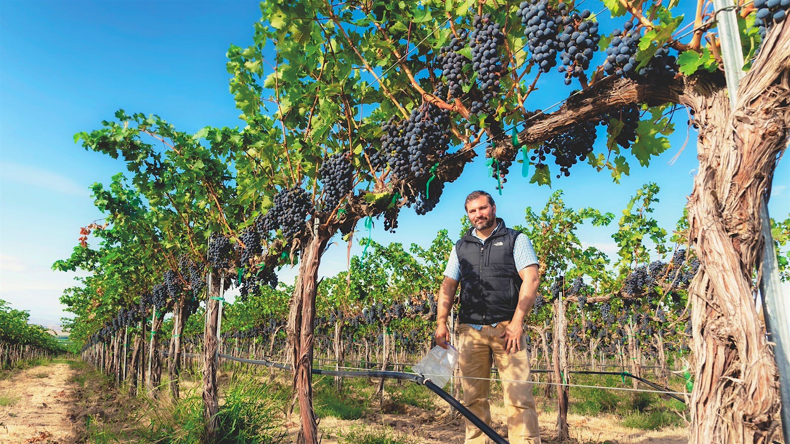 Jason Gorski of DeLille Cellars in a vineyard