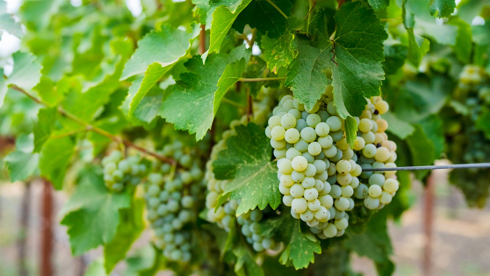 Sauvignon Blanc grapes grow in St. Supéry's Dollarhide vineyards in Napa Valley, California.