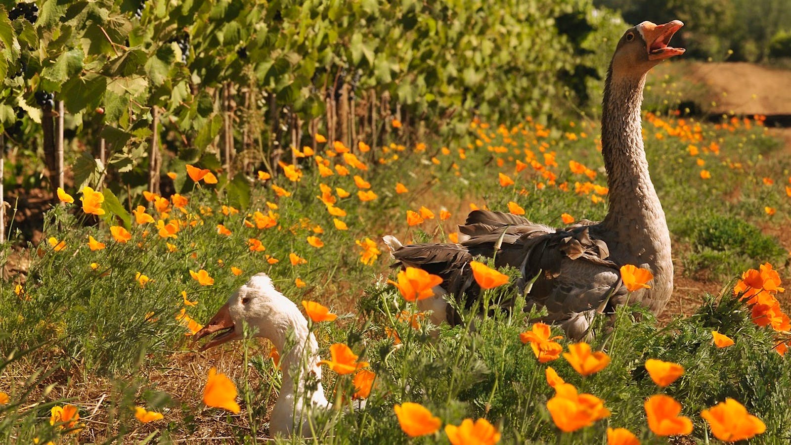  Two domestic greylag geese in a Chilean vineyard owned by Miguel Torres.