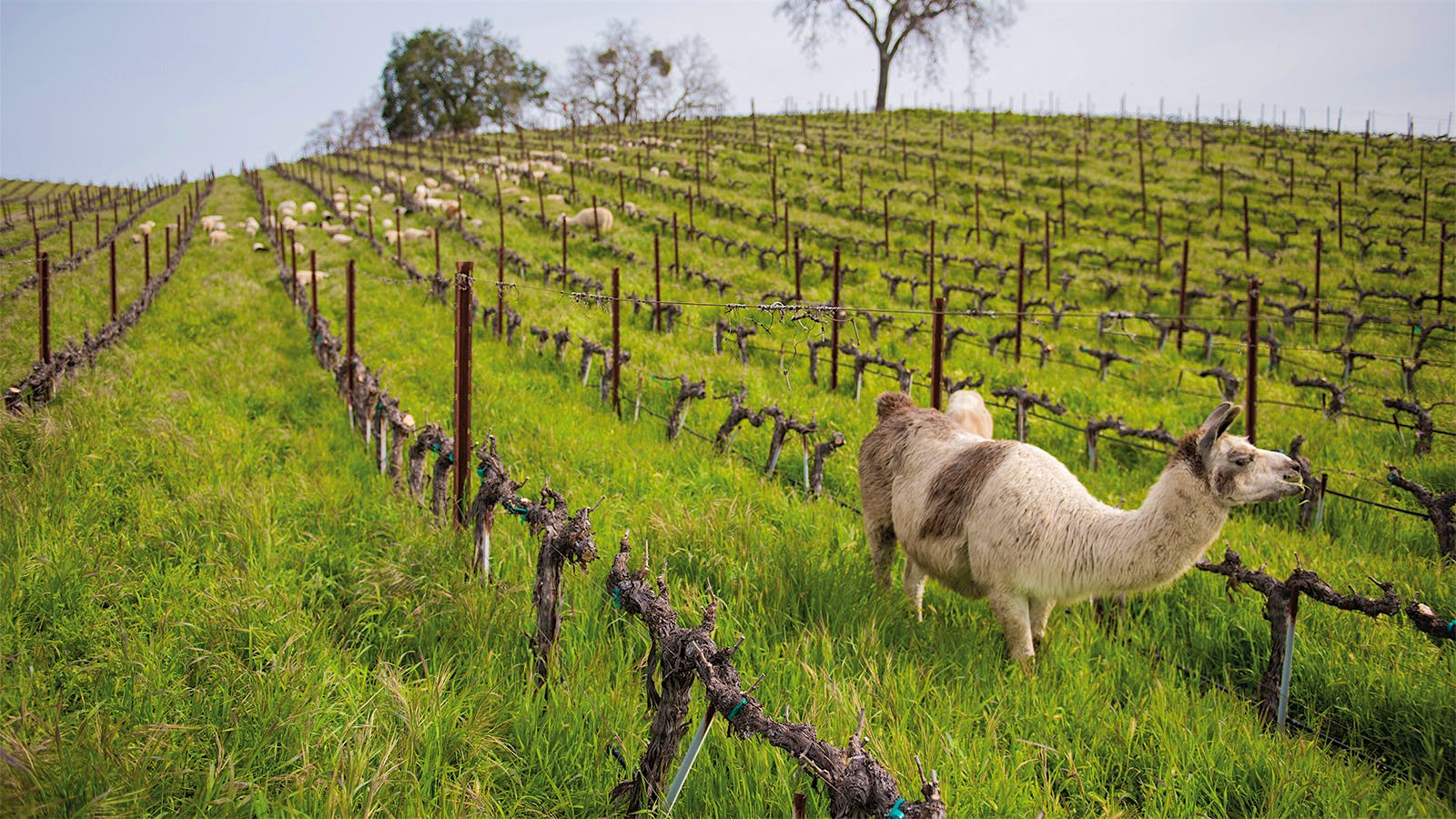 Growing Greener: Our Guide to Becoming a Sustainable Wine Drinker