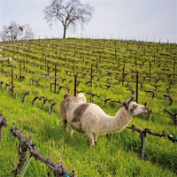 Tablas Creek Vineyard’s regenerative farming approach includes a flock of sheep, plus a llama, some alpacas and a donkey to protect the herd from predators.10 Ways Wine Fans Can Go Greener