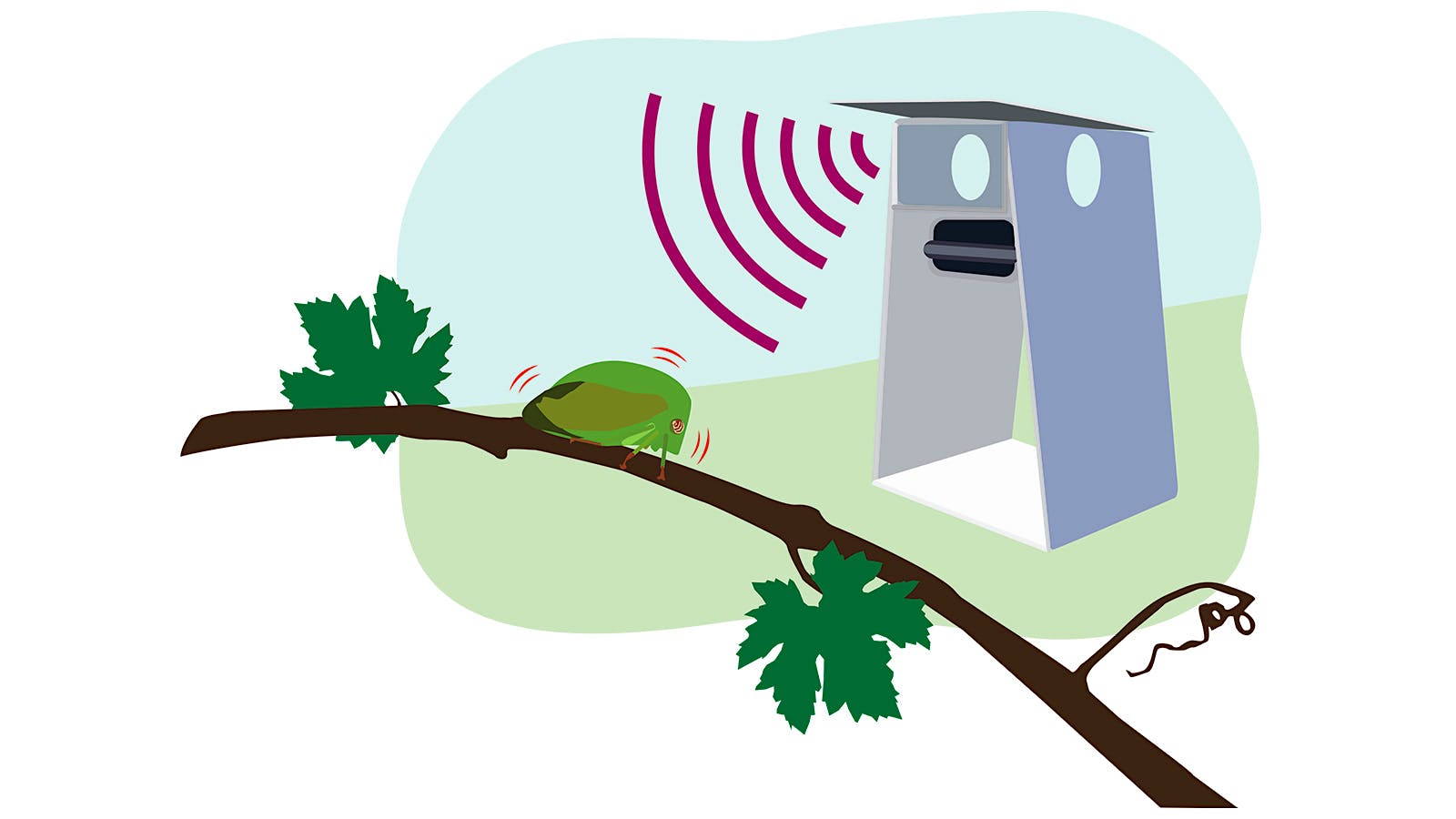 An illustration of the Pied Piper electronic device emitting vibrations to a treehopper insect on a grapevine