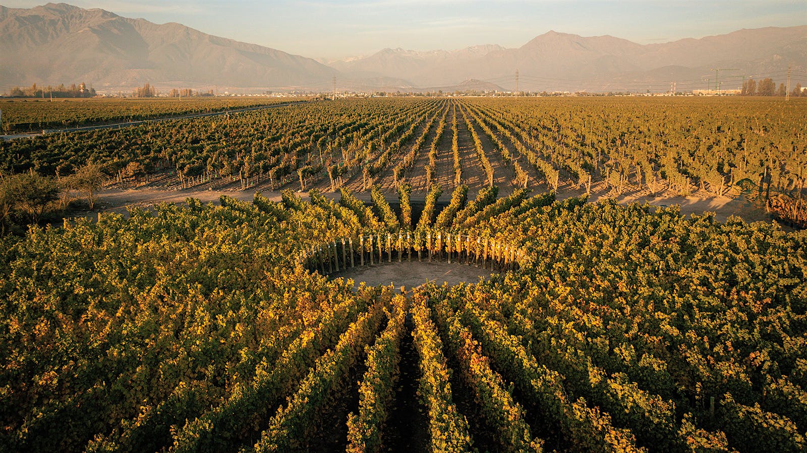 Viña Don Melchor's Sundial Vineyard in Puente Alto, Chile