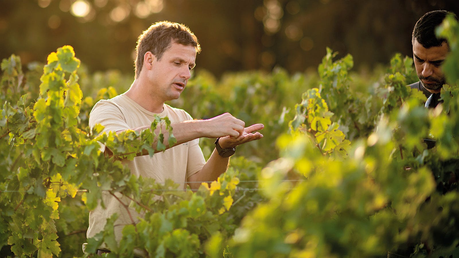 Viña Montes chief winemaker Aurelio Montes Jr. in a Colchagua Valley vineyard, Chile