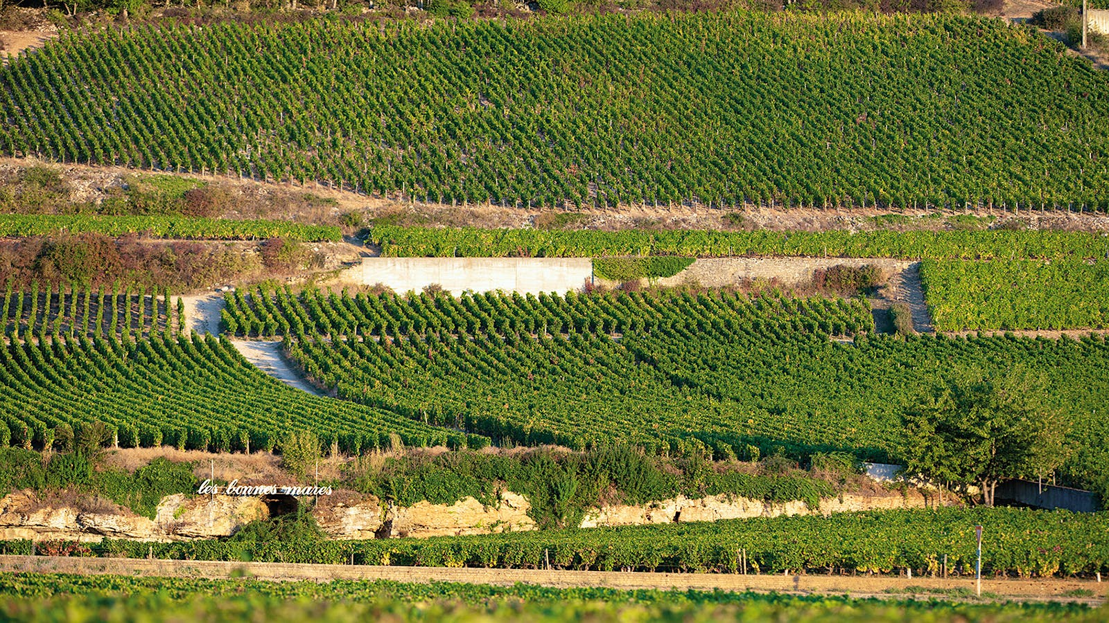 Bonnes Mares vineyards in the Côte de Nuits region of Burgundy, France