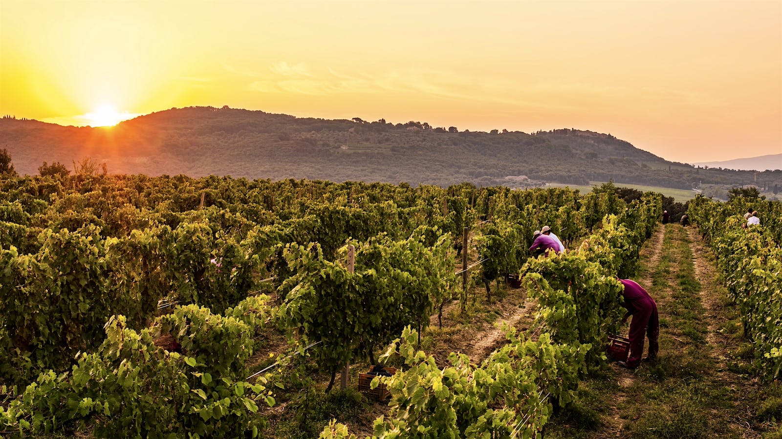 Harvest workers pick grapes at sunset in Argiano's Vigna del Suolo vineyard in Brunello di Montalcino, Italy.