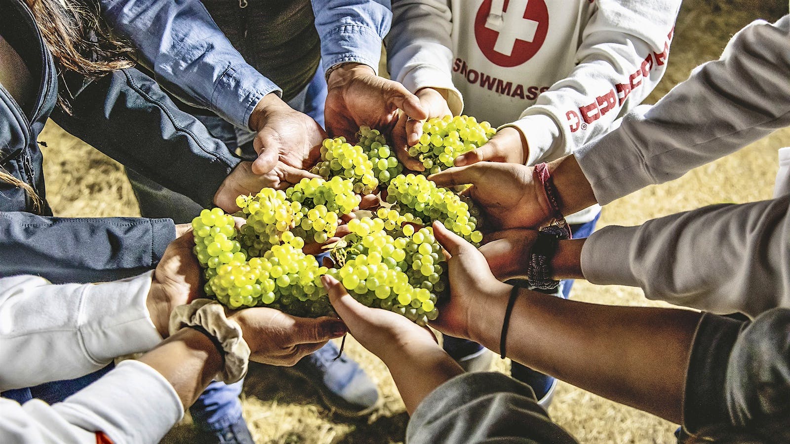 A group of vineyard workers holds up bushels of Chardonnay grapes