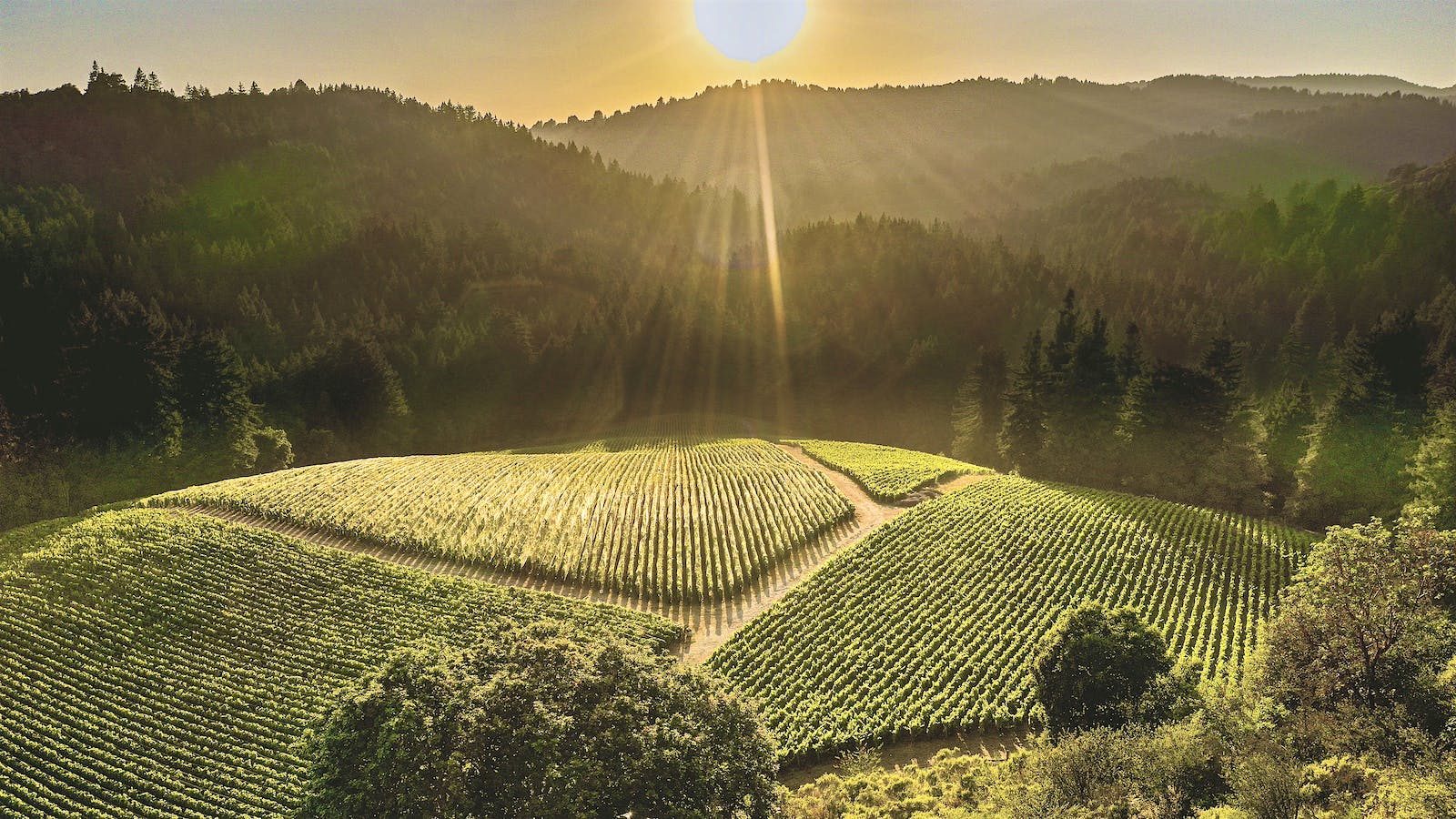 Aerial view of a Rhys Chardonnay vineyard in Santa Cruz at sunset