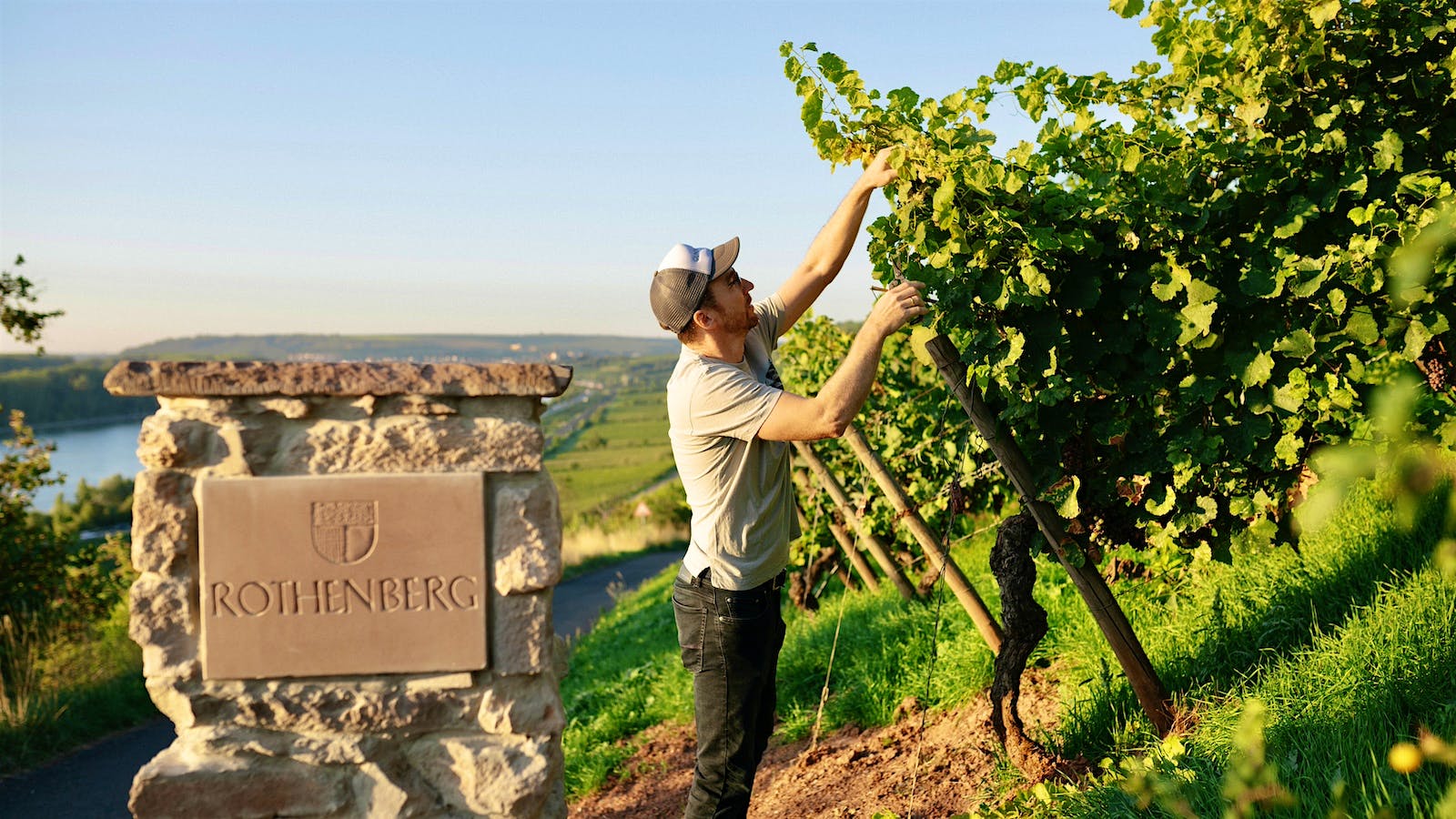 Johannes Hasselbach picks grapes at a Gunderloch vineyard in Rheinhessen