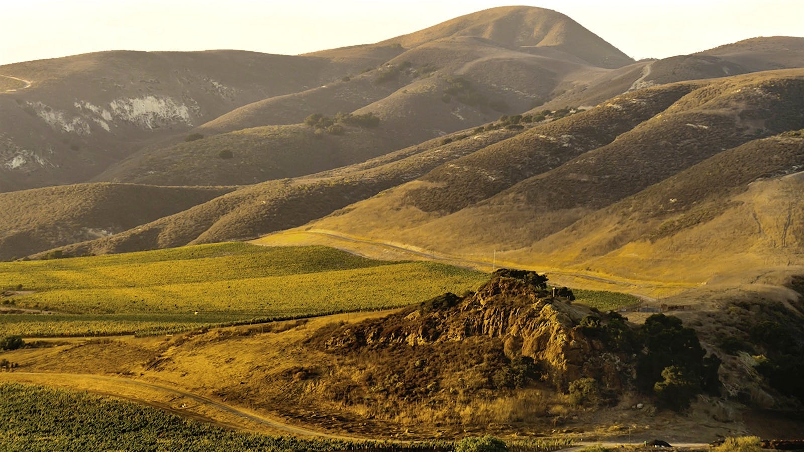 Sea Smoke vineyards in Santa Barbara, California