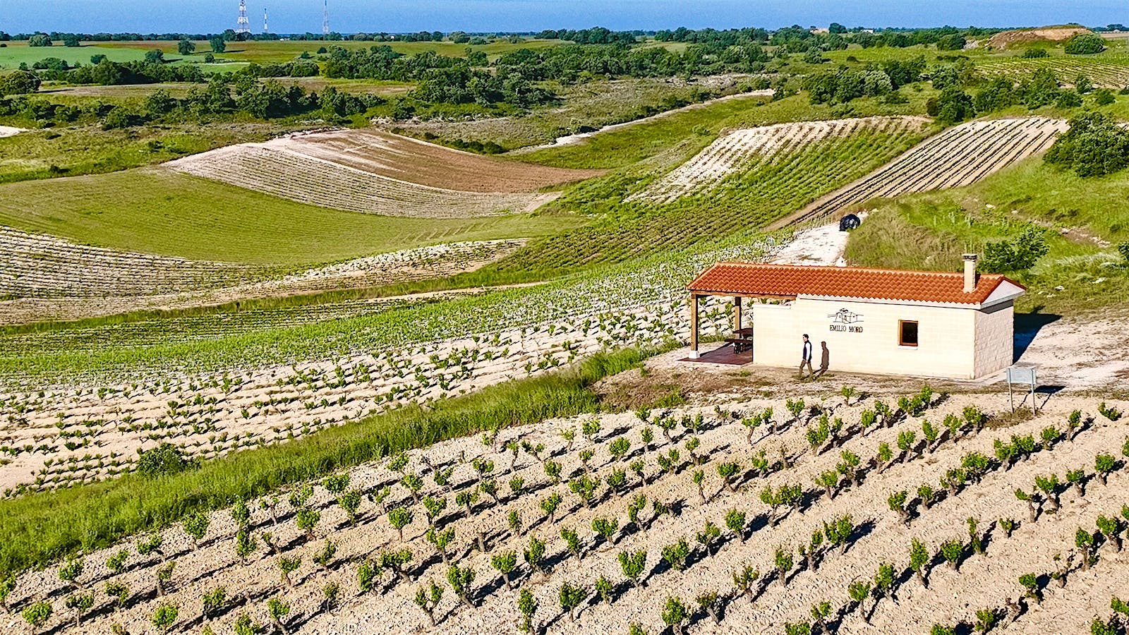 Bodegas Emilio Moro's Sancho Martin Vineyard in Ribera del Duero, Spain