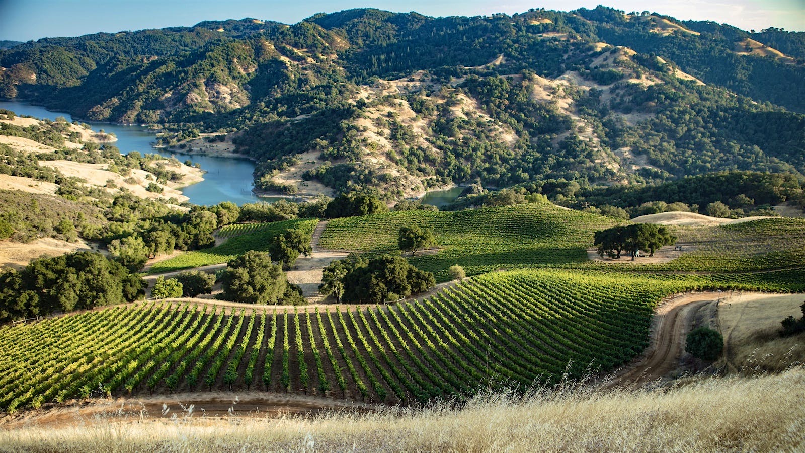 Aerial view of Mauritson’s Rockpile Ridge Vineyard overlooking Lake Sonoma outside of Healdsburg, California