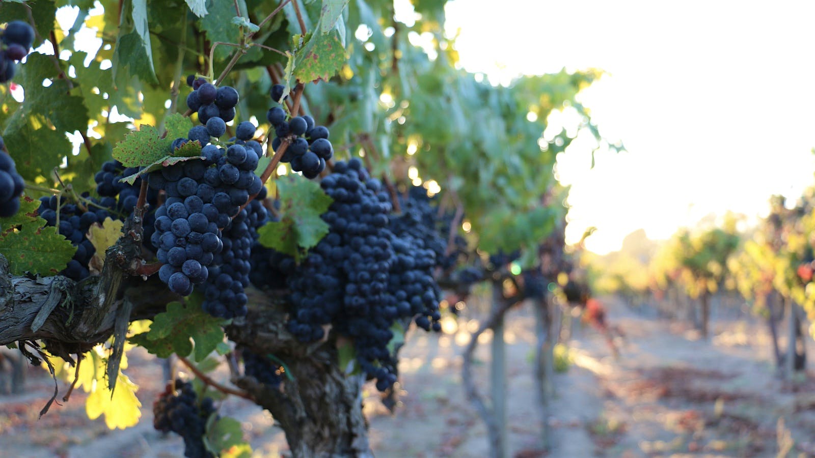 Zinfandel grapes grow from an old vine in one of Hartford Family Winery's Sonoma vineyards.