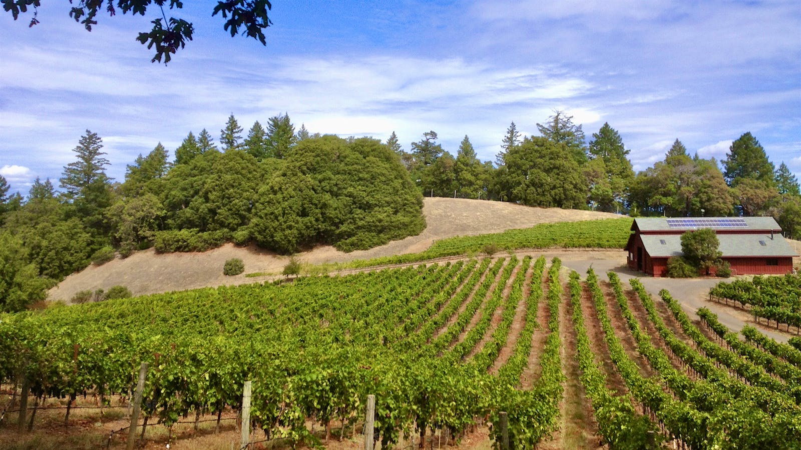 Jeff Cohn's Rockpile Vineyard in Sonoma, California