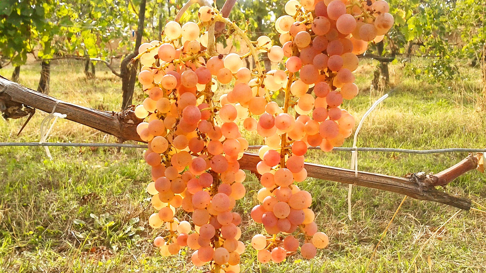 A close-up of Trebbiano grapes growing in Tenuta di Petrolo's Val d'Arno di Sopra vineyards in Tuscany, Italy