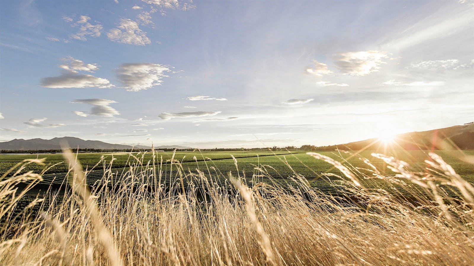 Jules Taylor's Marlborough vineyards in New Zealand viewed through chaffs of wheat