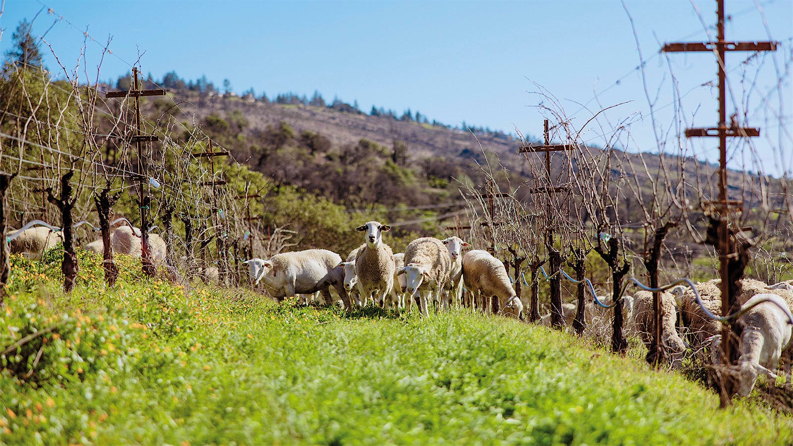 Sheep graze in Burgess Cellars' vineyards on Howell Mountain in California.