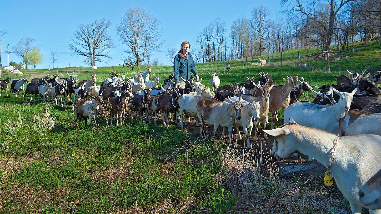 Hannah Sessions herds goats at her family's Blue Ledge Farm in Vermont, USA.