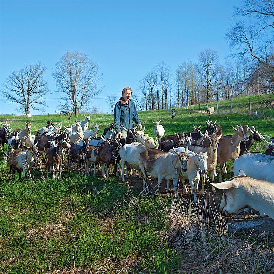Hannah Sessions and husband Greg Bernhardt make chèvre from their herd of about 130 mostly Alpine goats at Blue Ledge Farm.