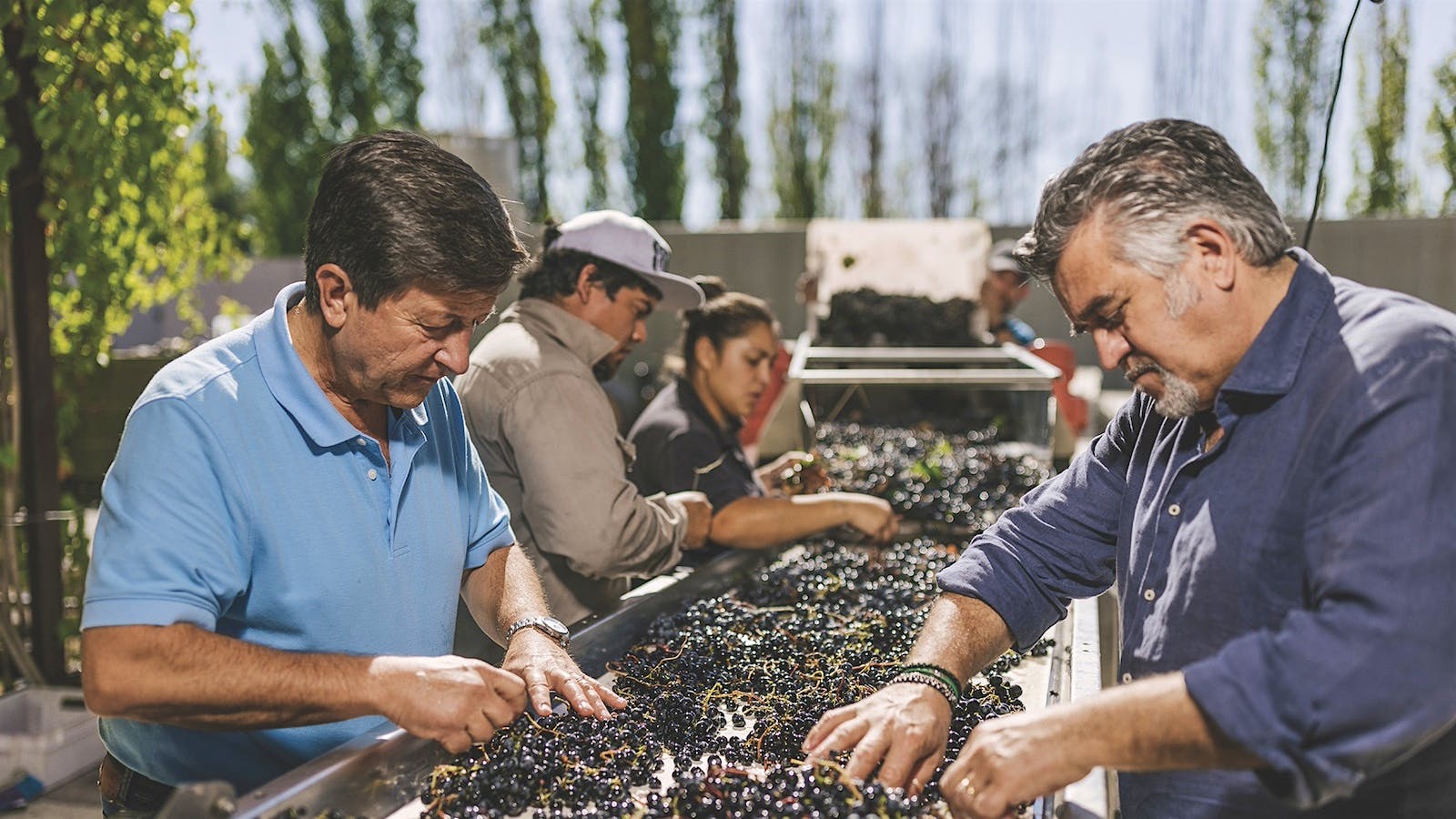 Matervini winemaker Santiago Achával (left) sorts Malbec grapes with a team of workers at the estate's vineyard.