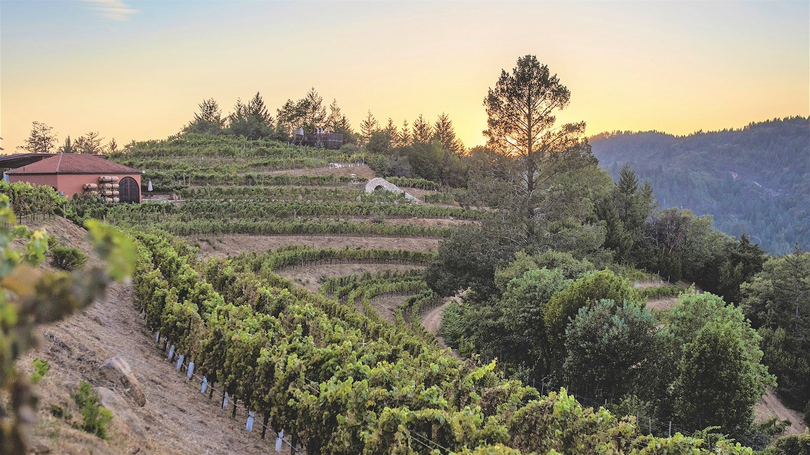 2021 California Merlot Tasting Report: Meeting the Moment