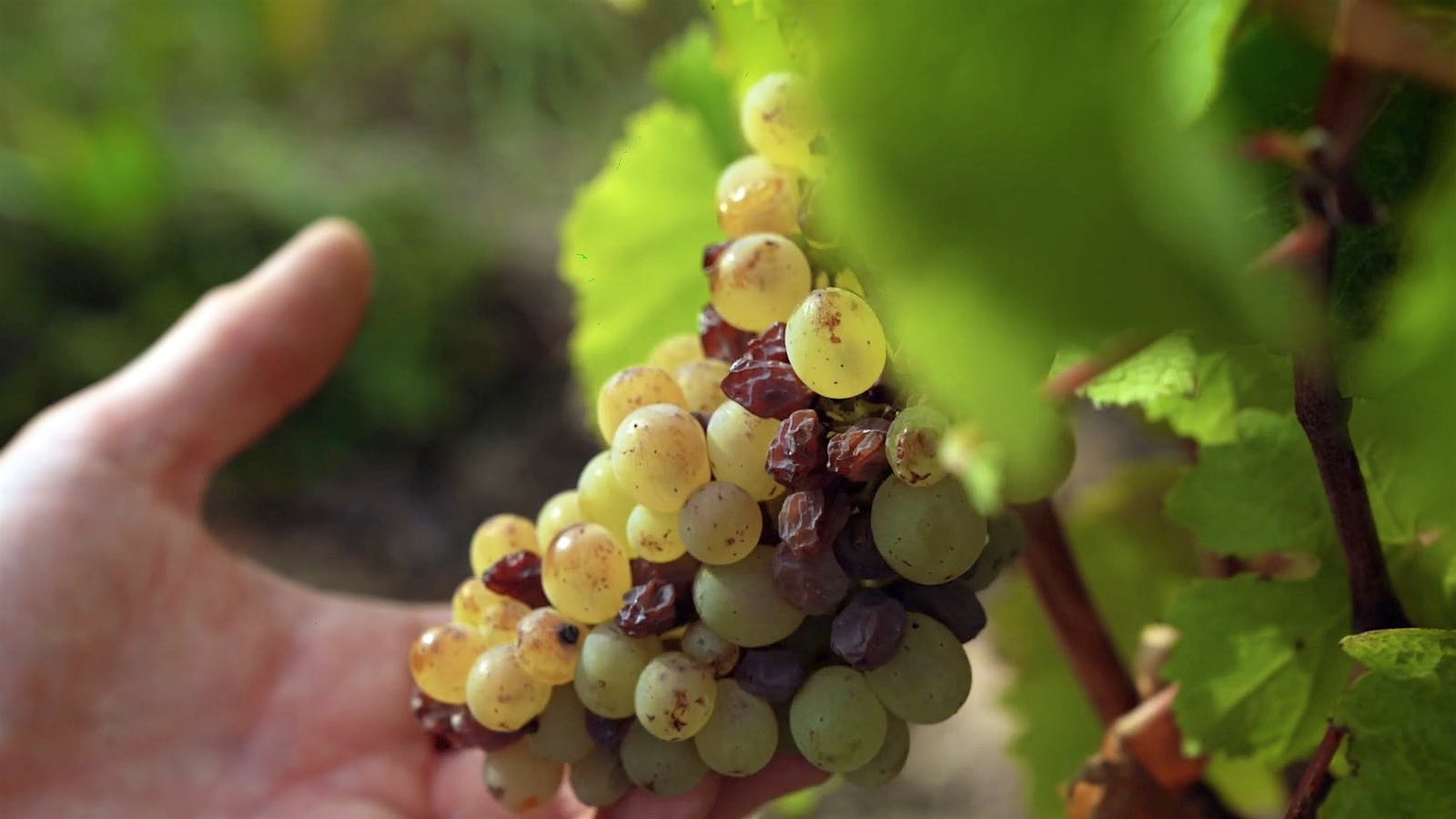 A hand holds Chenin Blanc grapes ripening on the vine at Domaine des Baumard's vineyard in Savenniéres, Loire Valley, France.