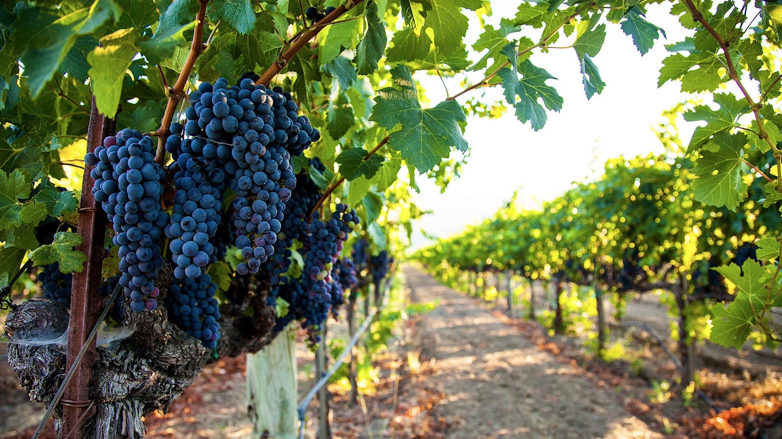 Merlot grapes grow mature on the vine at Whitehall Lane Estate in Napa Valley, California.