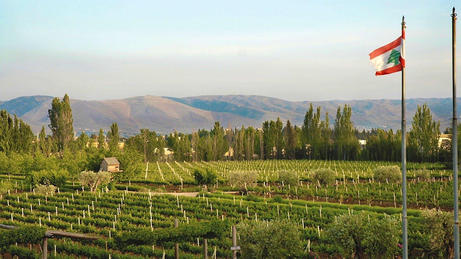 A Lebanese flag flies over a vineyard in the Bekaa Valley.