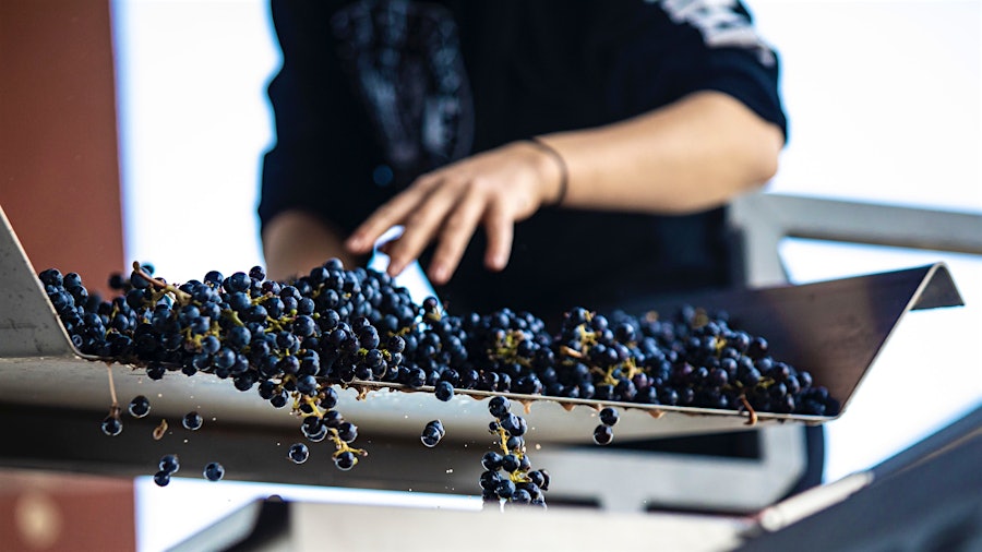 For this report, Sleight of Hand produced five wines scoring 90+ points made with grapes sourced from Washington's Columbia, Yakima and Walla Walla valleys.