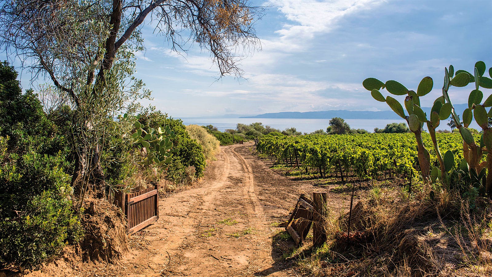 Planeta&rsquo;s Capo Milazzo estate vineyards of Nero d&rsquo;Avola in Sicily