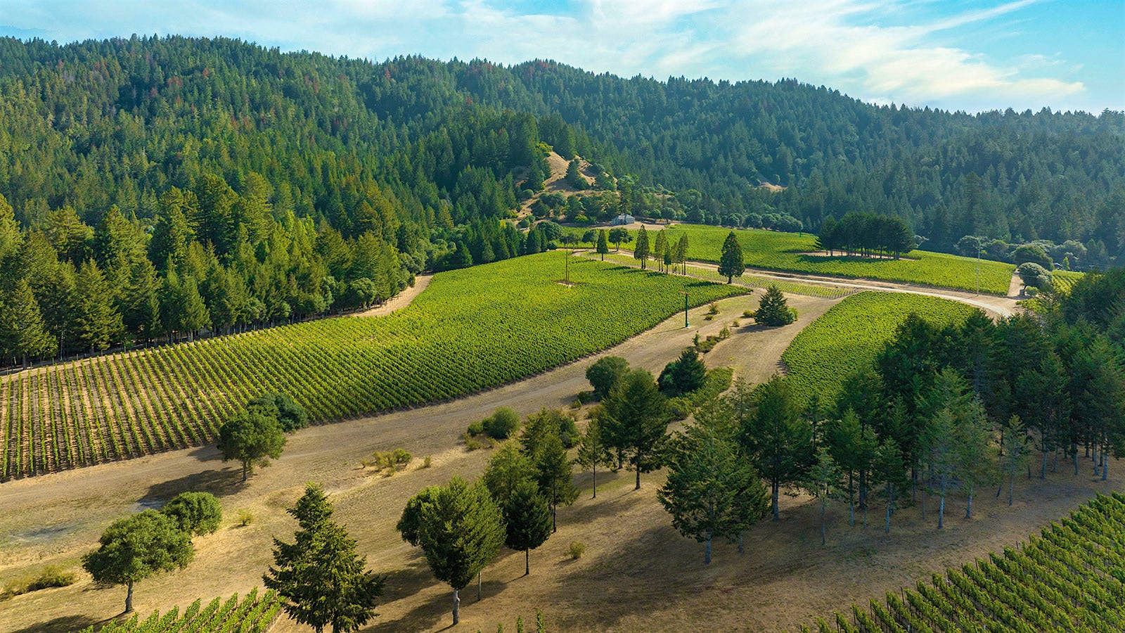 Paul Hobbs&rsquo; Goldrock Estate vineyard in West Sonoma Coast, California] 