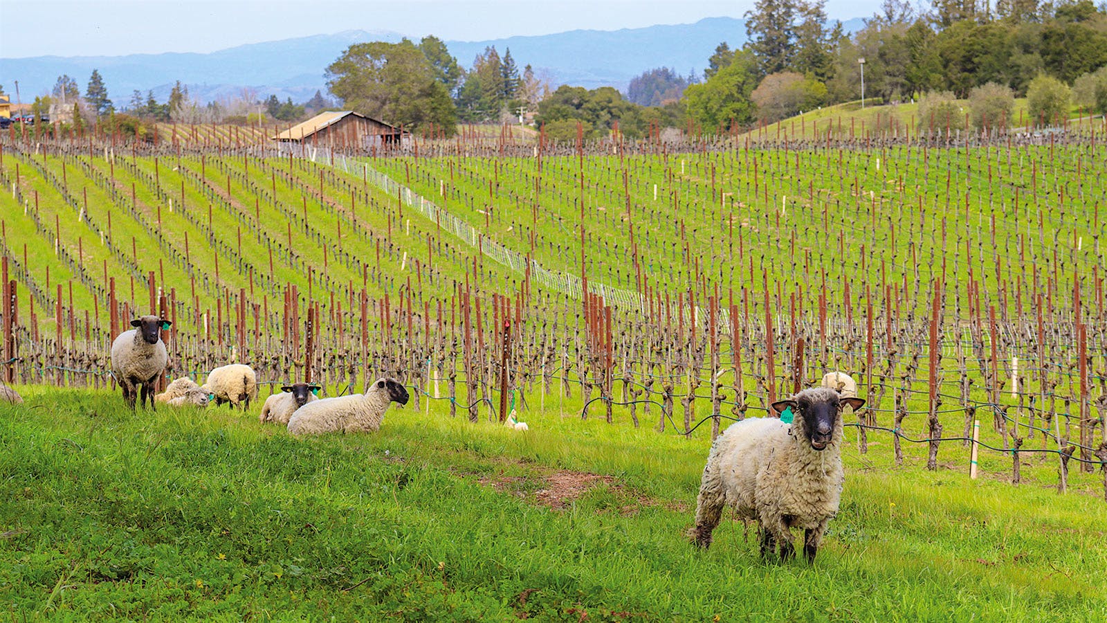 Sheep graze in Pinot Noir vineyards at Emeritus in the Russian River Valley, California.