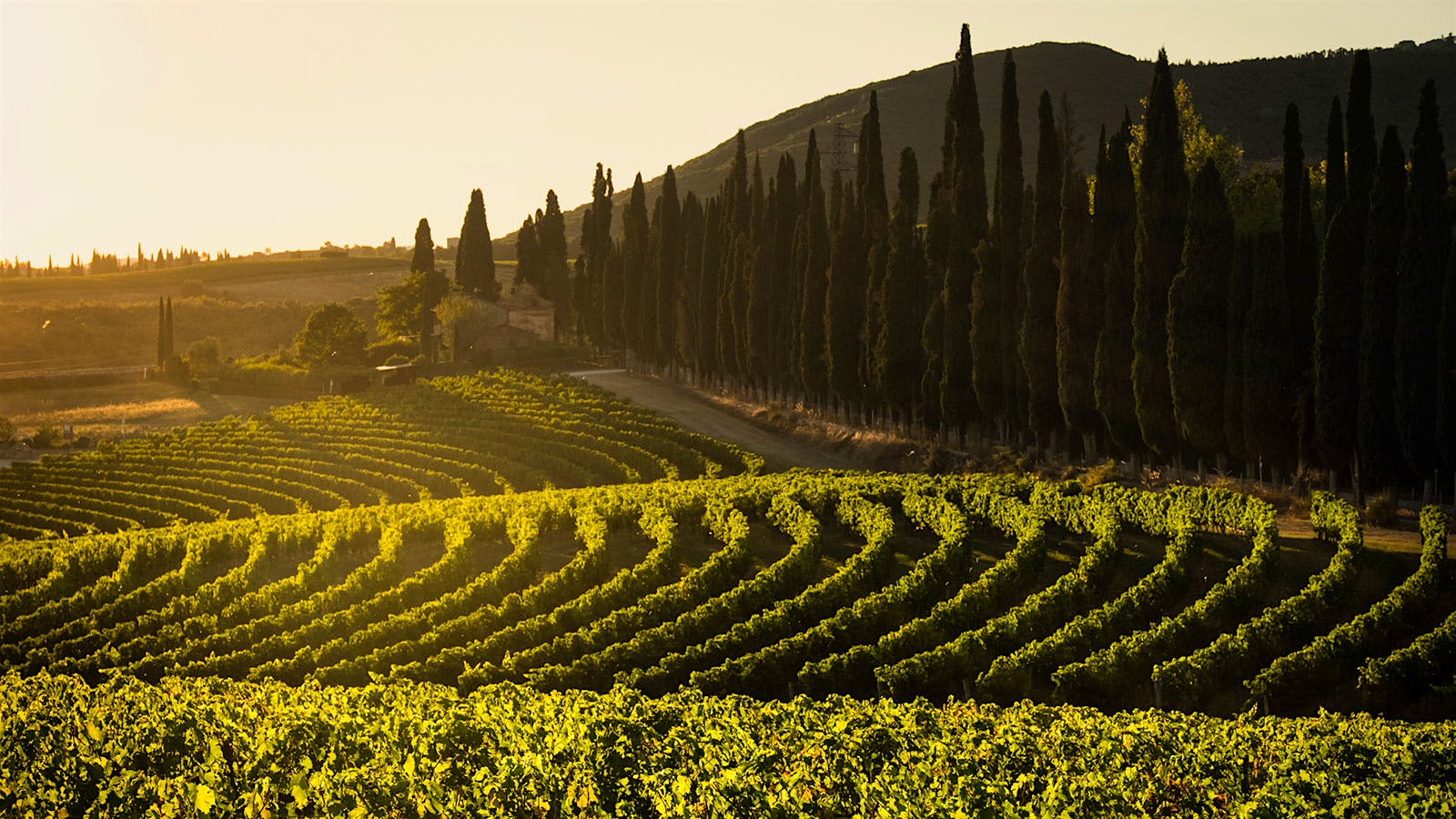 The estate vineyards of Tenuta di Arceno
