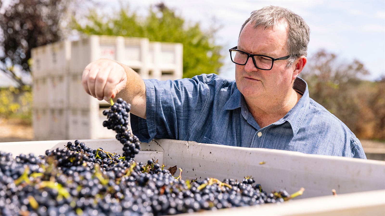 Craig McAllister sorts grapes after harvest in Willamette Valley, Oregon.
