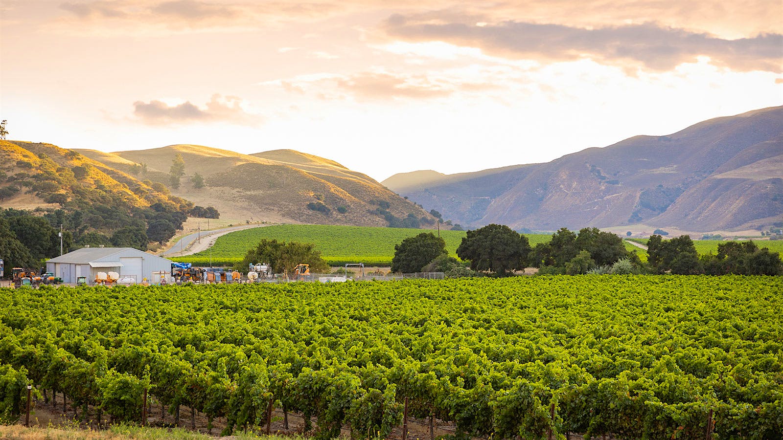 Wente&rsquo;s Arroyo Seco Chardonnay vineyards in&nbsp;California