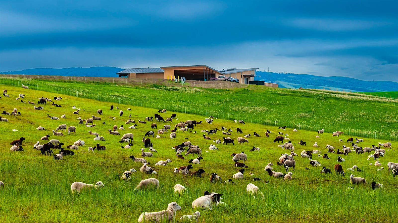 Sheep grazing is one of many biodynamic practices employed at Echolands in Washington’s Walla Walla Valley.