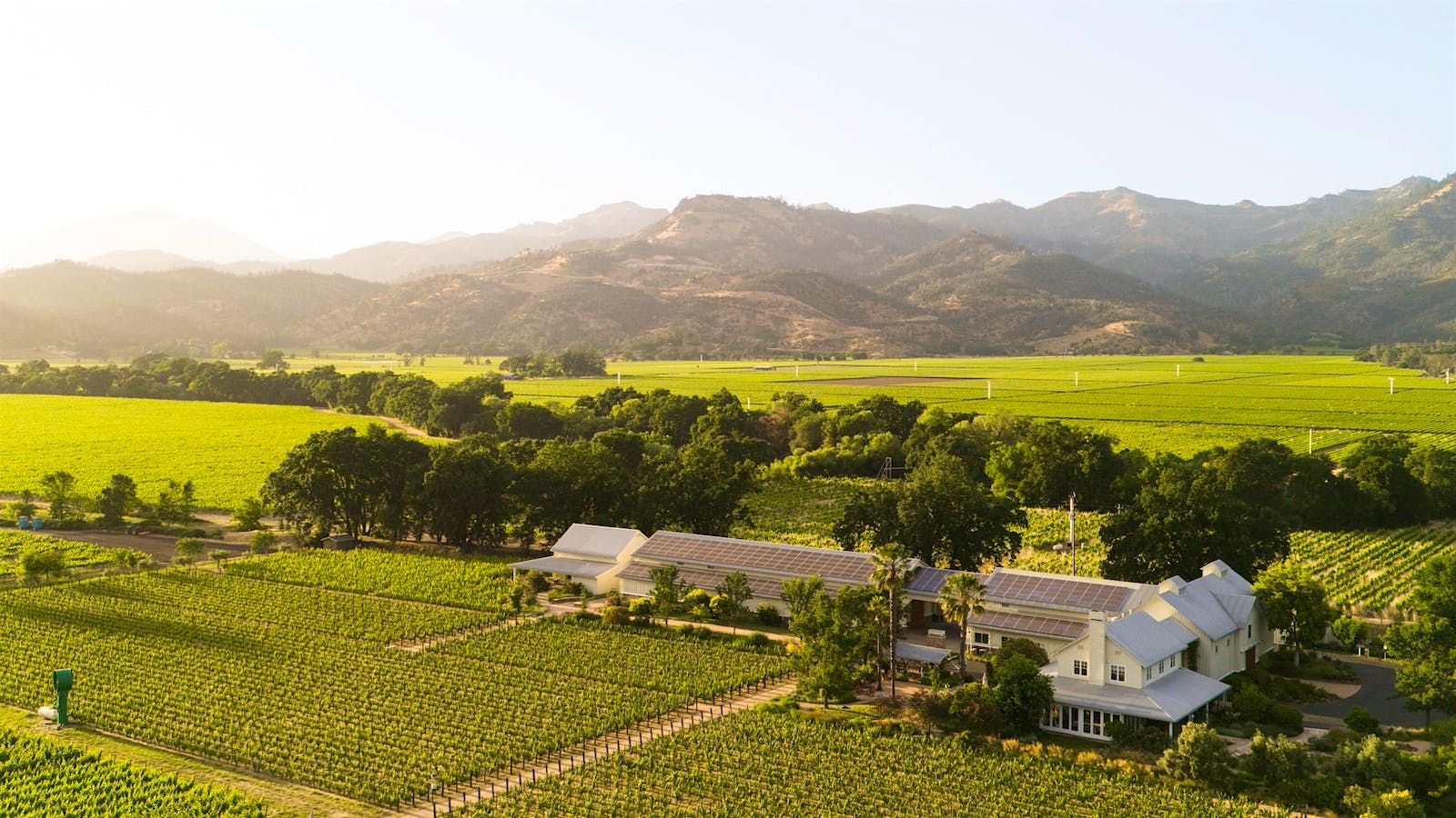 2016 Beaujolais Nouveau Wines: A Sprint to the Finish