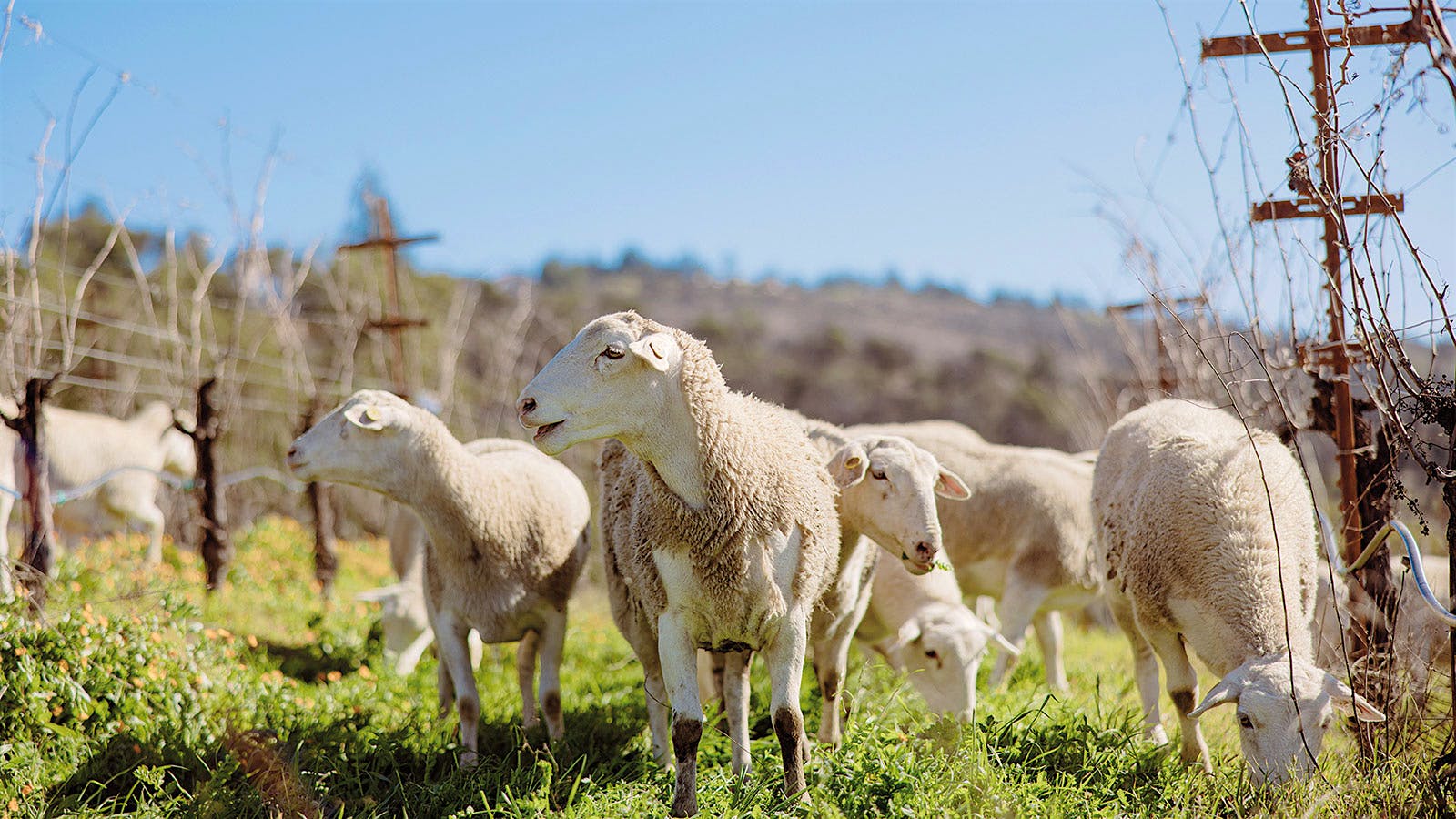 Woolly Firefighters in Wine Country