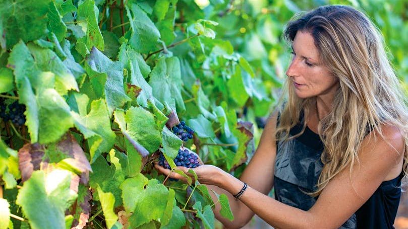 Viviana Navarrete inspects grapes on the vine in a Vi&ntilde;a Leyda vineyard in Leyda Valley, Chile. ] 