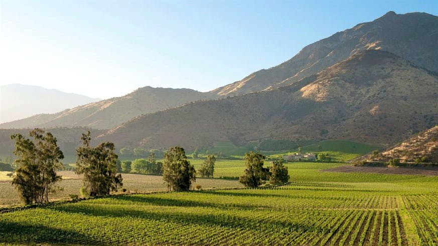 With the purchase of Viña Haras de Pirque and its exceptional Maipo Valley vineyards, Marchesi Antinori continues to show significant investment in Chilean wine futures.