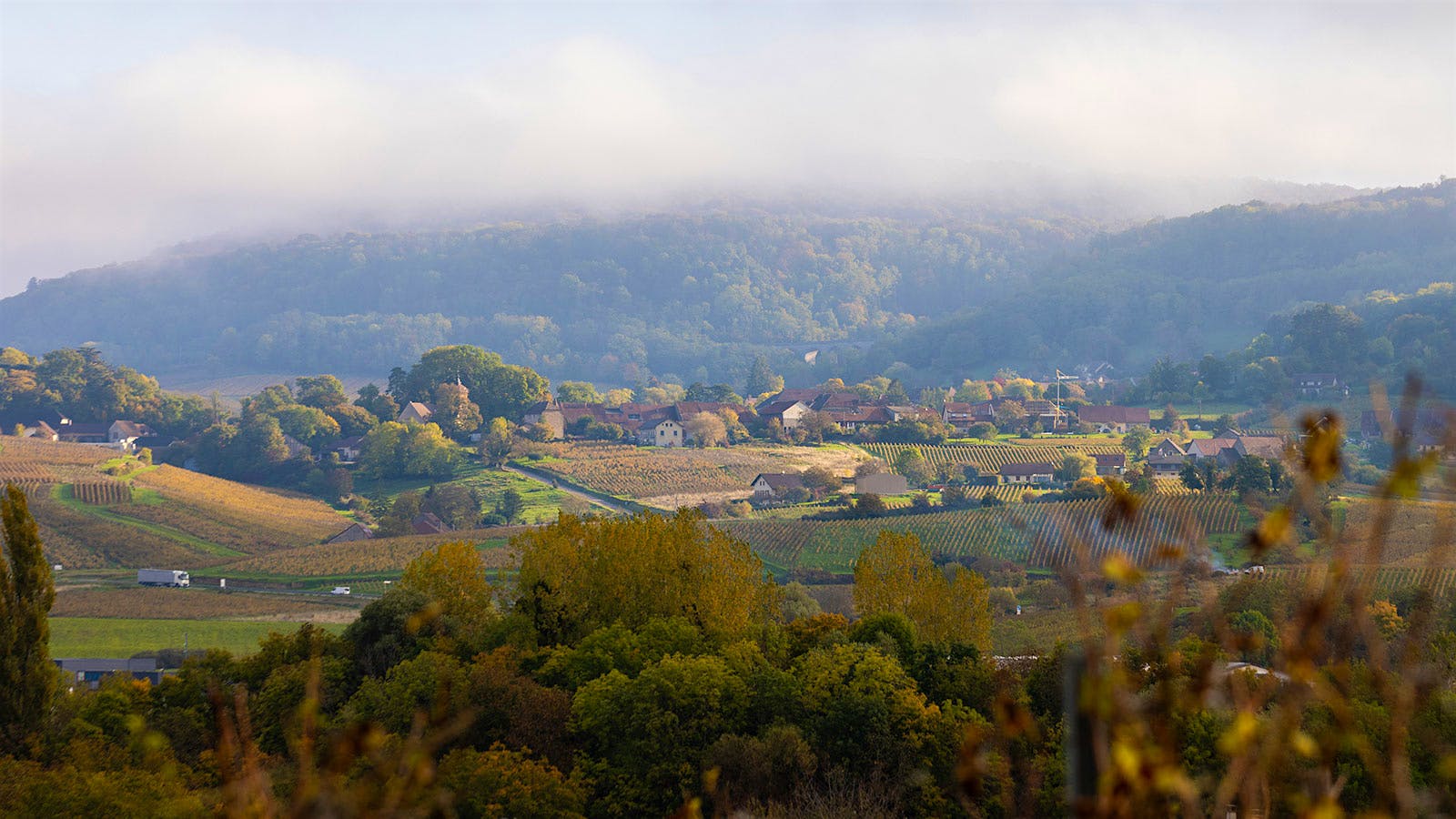 Guillaume d’Angerville’s Jura venture, Pélican, cultivates Savagnin in soils that share many of the same sediments as the marls of his native Burgundy.