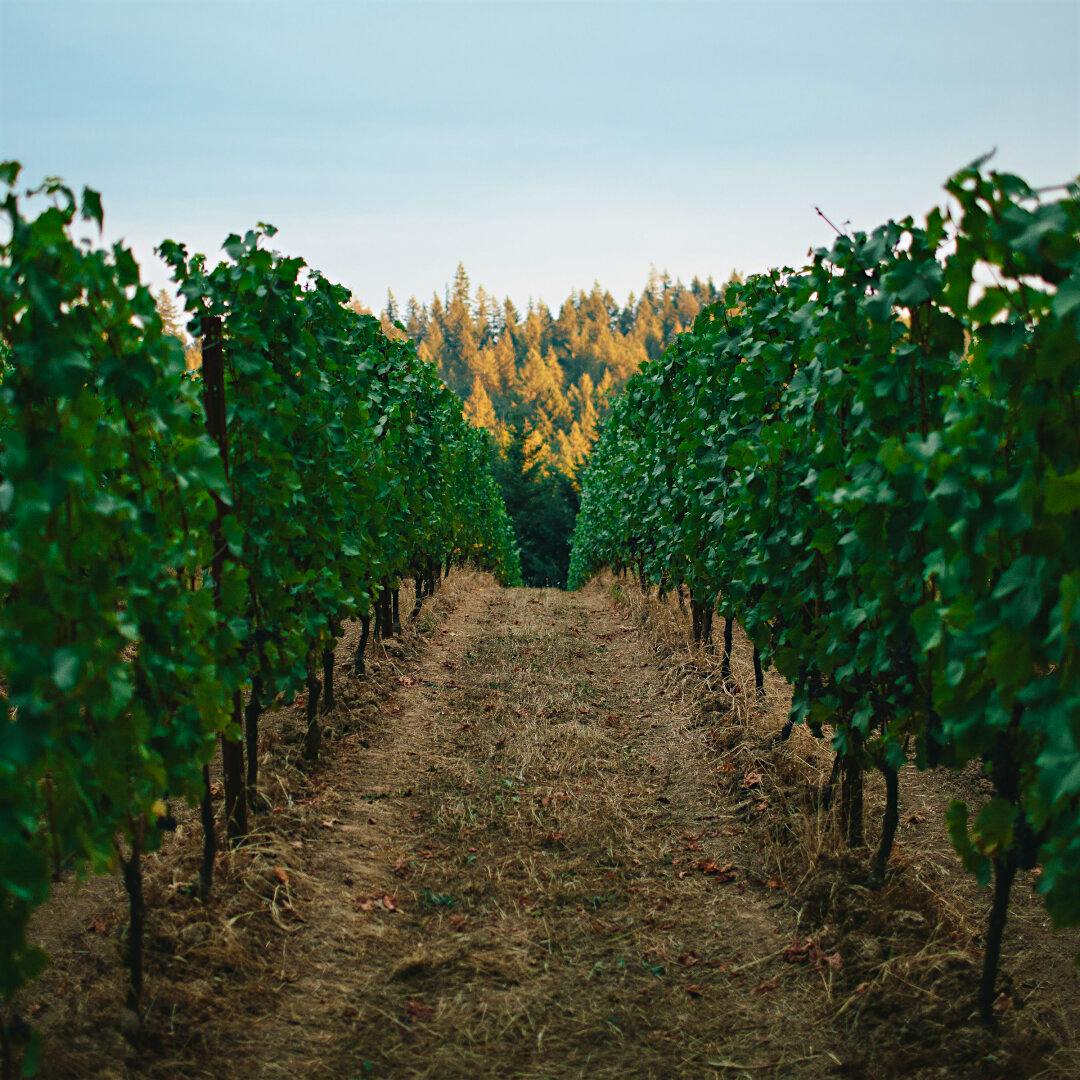 Beaux Freres’ Upper Terrace vineyard in Willamette Valley. (Courtesy of Beaux Freres)