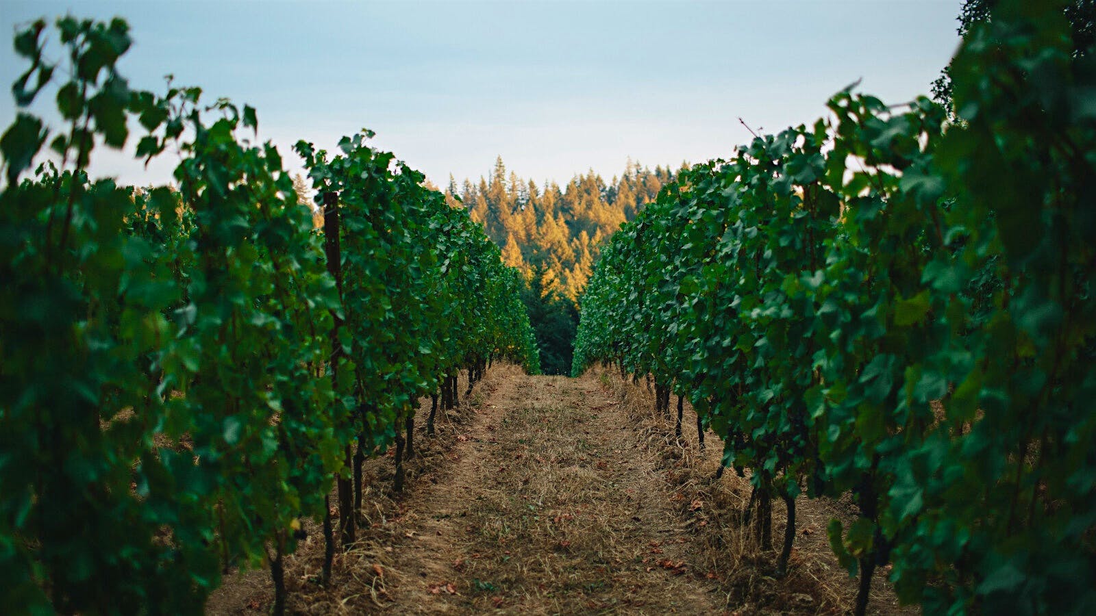 Beaux Freres’ Upper Terrace vineyard in Willamette Valley. (Courtesy of Beaux Freres)